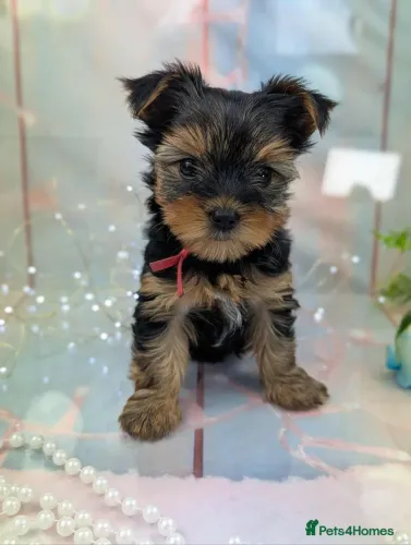 Yorkshire terrier a pronta entrega