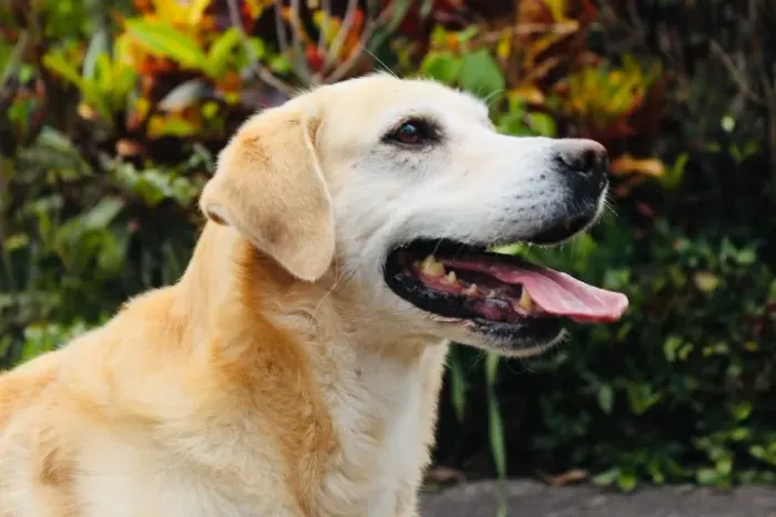 Cachorro lindo para doação