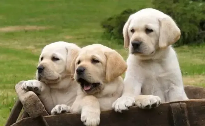 Labrador  temos chocolates  temos preto e temos dourados 