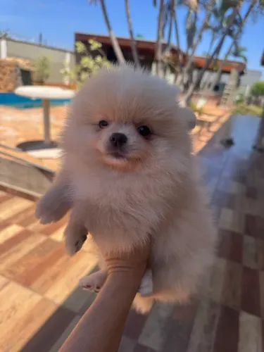 Spitz alemão fêmea 