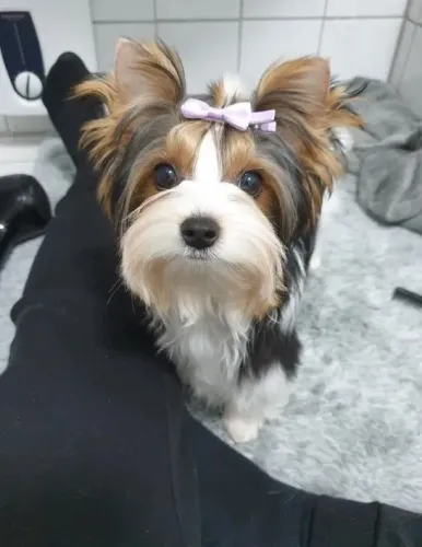 Biewer Terrier Fêmea Tricolor Com Pedigree Pronto para o Novo Lar