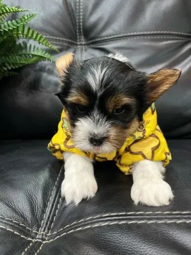 Biewer Yorkshire Terrier Pequeno - Um companheiro leal para todos os momentos!