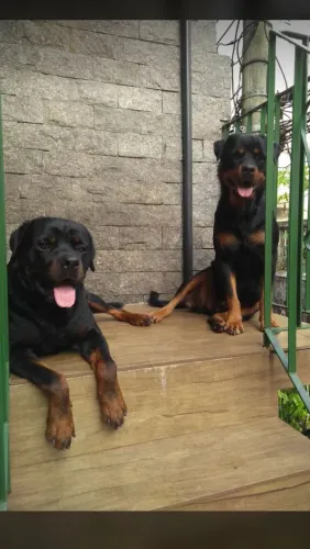 Rottweiler filhote em 10 vezes sem juros