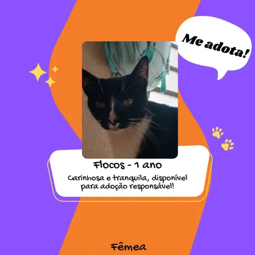Gatinhos para doação responsável 