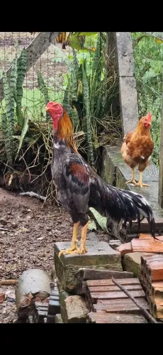 Galo