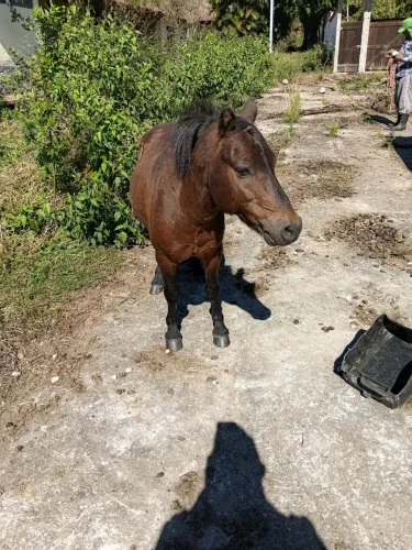 Pônei muito manso