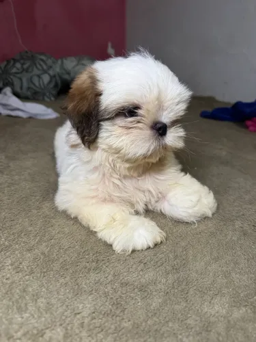 Shitzu