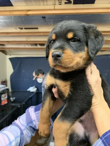 Filhotes de Rottweiler | Lealdade Desde os Primeiros Dias