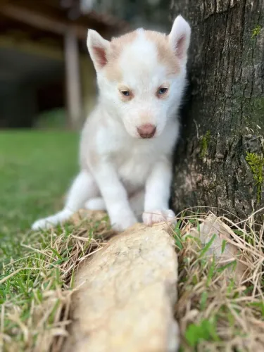 Husky siberiano com. Pedigree 