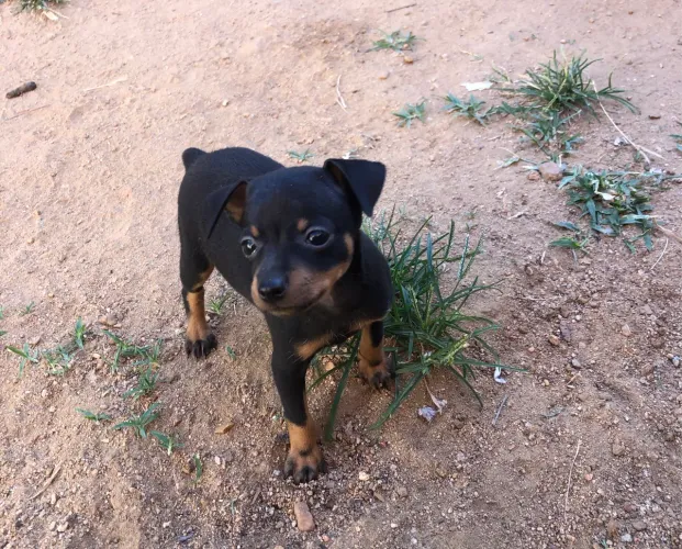 Pinscher Femia