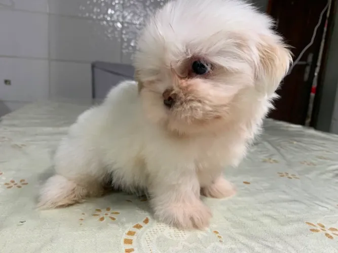 vende se Shih Tzu