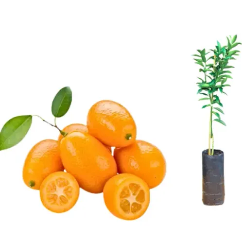 Laranja kinkan