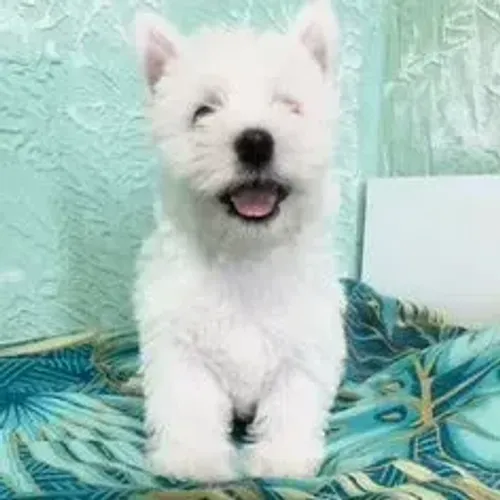 West Terrier Filhote Muito Alegre