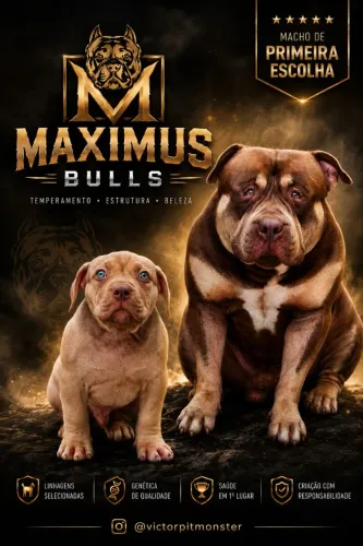 Filhote de pitmonster 