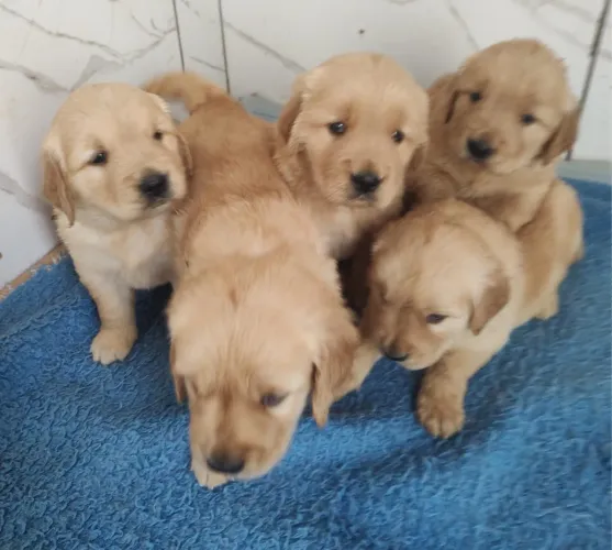 Golden retriever filhotes¿ garantias e pedigree