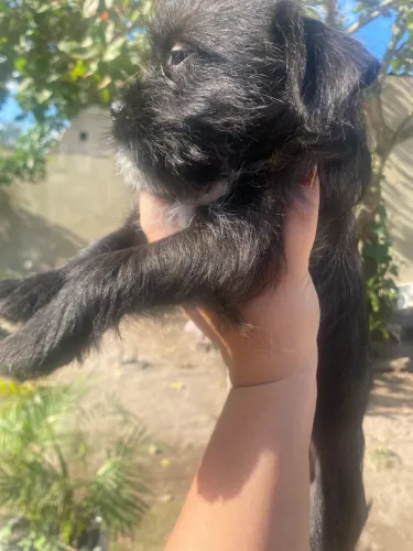 Filhote Shih Tzu