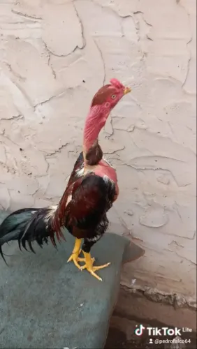 Galo índio polaco 