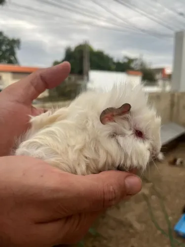 Porquinho da índia Albina fêmea