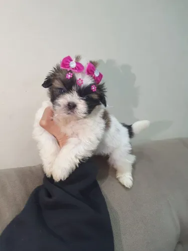 Shitzu femea micro