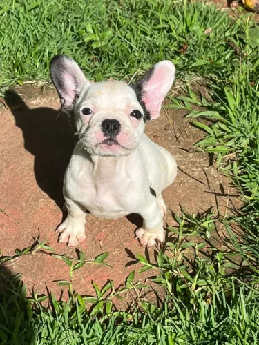 Filhote de bulldog francês o pequeno que faz sucesso por onde passa