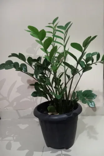 planta Zamioculca