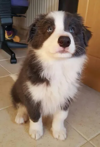 Inteligente e amoroso border collie filhote