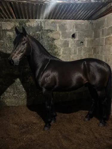 Cavalo Preto Mangalarga Registrado 