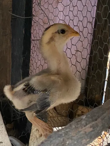 Vende-se pontinho 