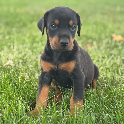 Doberman: O protetor perfeito para a sua família