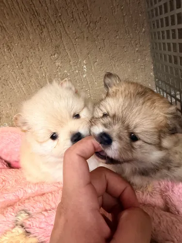Lulu da pomerania fêmea