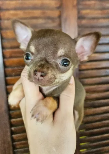 Chihuahua macho