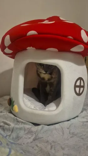 Casinha para gatos e cahcorrinhos