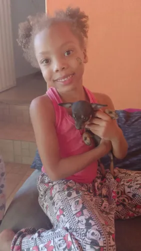 Vende de pintcher macho de dois meses e meio 