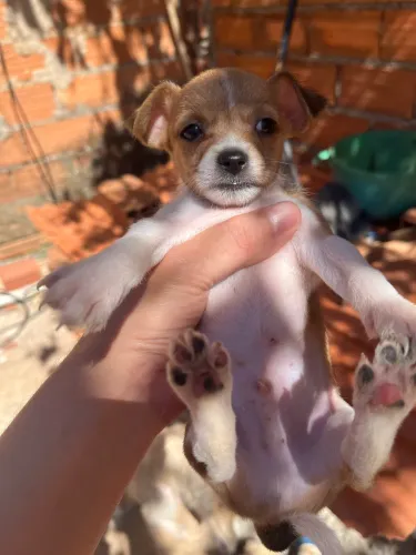 Aí doação cachorros porte pequeno