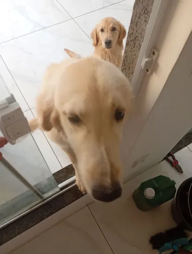 Vendo Casal de Golden Retriever