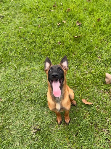 Filhote Pastor Belga Malinois