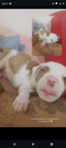 Filhote de Pitbull