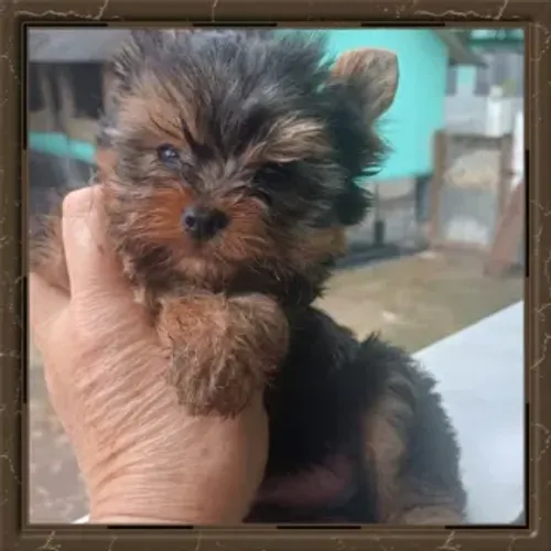 Lindo YorkShire mini baby face machinho