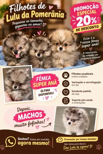 BRG - Lulu da Pomerânia - Spitz Alemão com Genética e Garantia