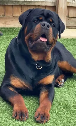 Rottweiler presente dia dos pais promoção