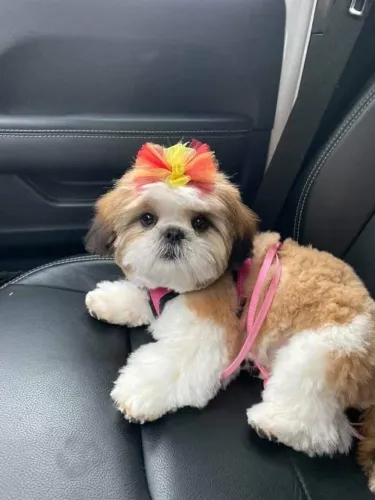 Filhotes De ShihTzu - A Vida Fica Mais Feliz Com Um Filhotinho Ao Seu Lado
