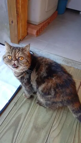 Gata perça exótica