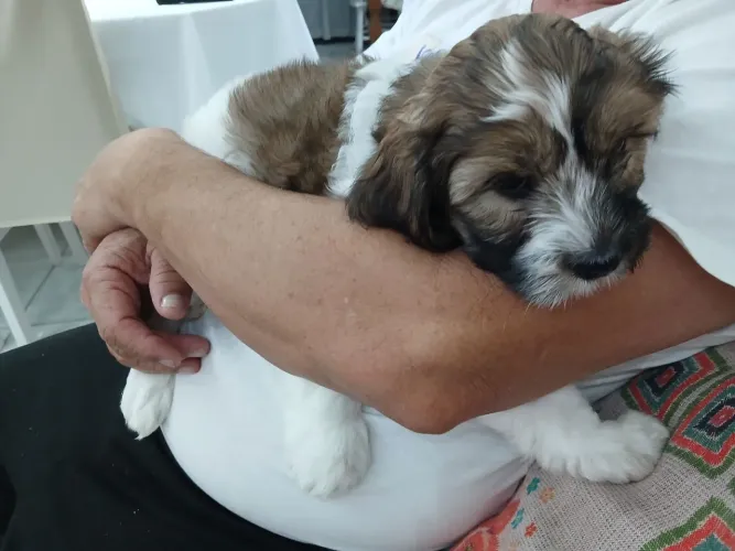 Filhote Lhasa apso com 60 dias ja vacinado disvermificado