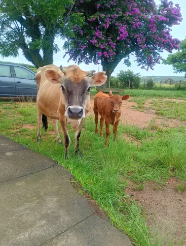 Vaca com terneira fêmea