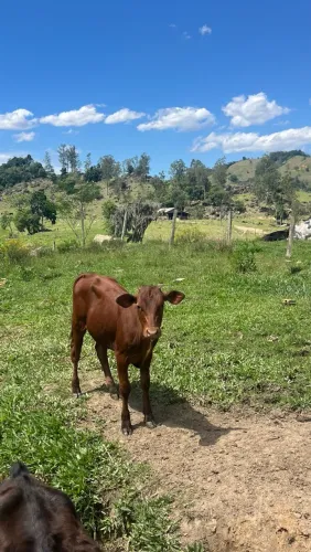 Novilha JerBrah
