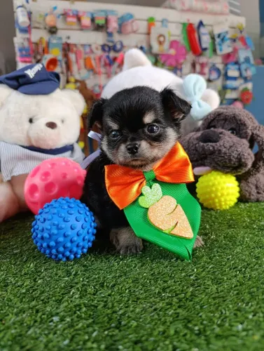 Chihuahuainha macho mini vacinado 
