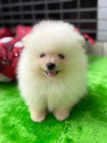 Spitz Alemão Macho - Anão