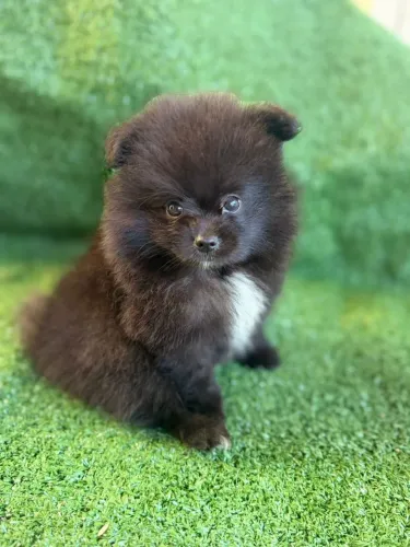 Spitz Alemão macho 2.200