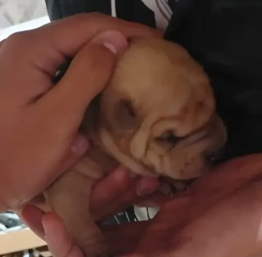Filhotes de Shar Pei