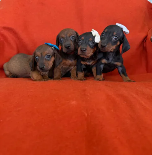 Filhotes de Dachshund (salsicha )